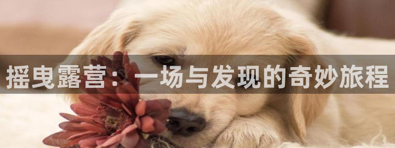 漫蛙漫画最狂最火：摇曳露营：一场与发现的奇妙旅程